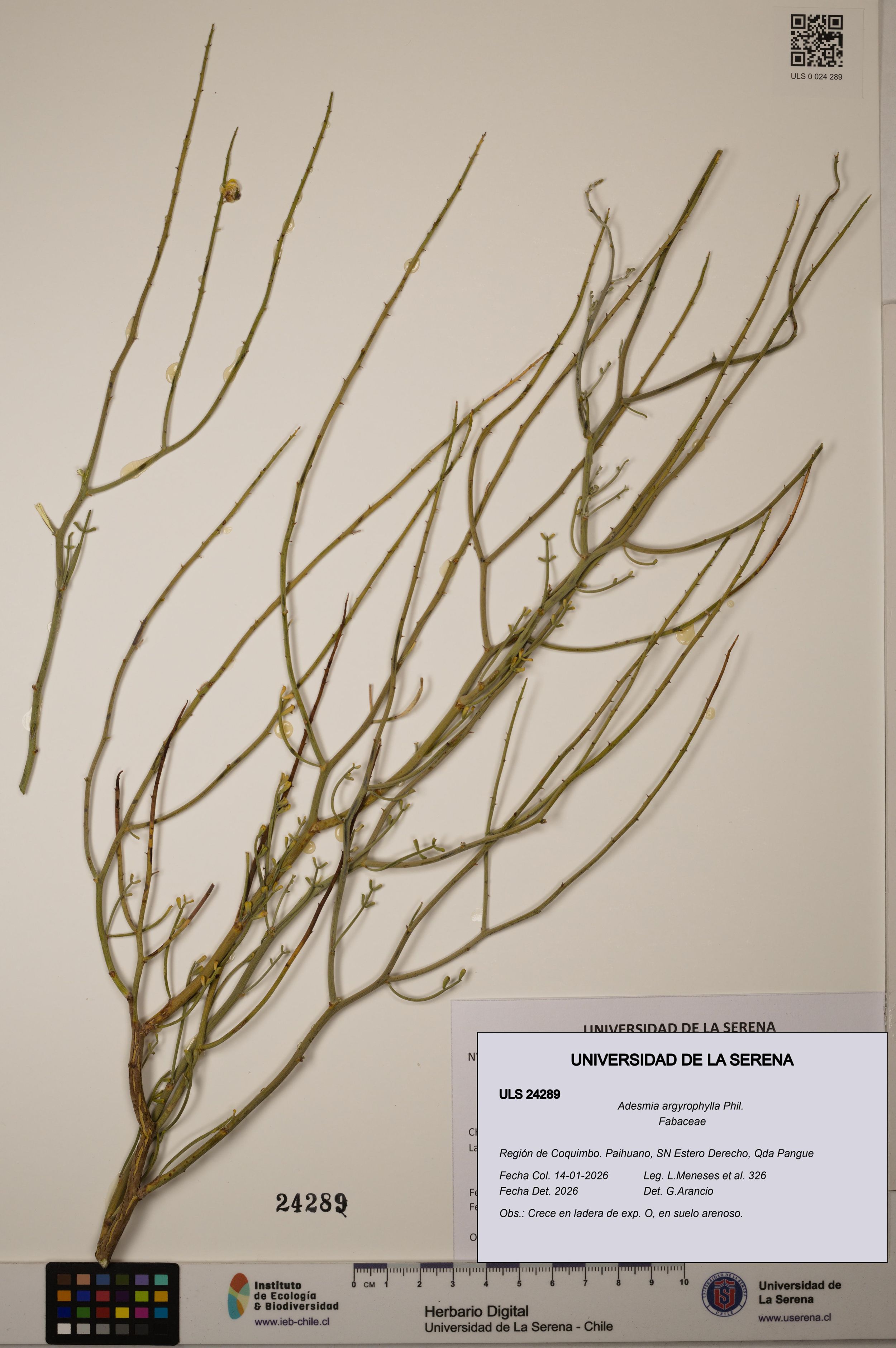 Adesmia argyrophylla [Espécimen: ]