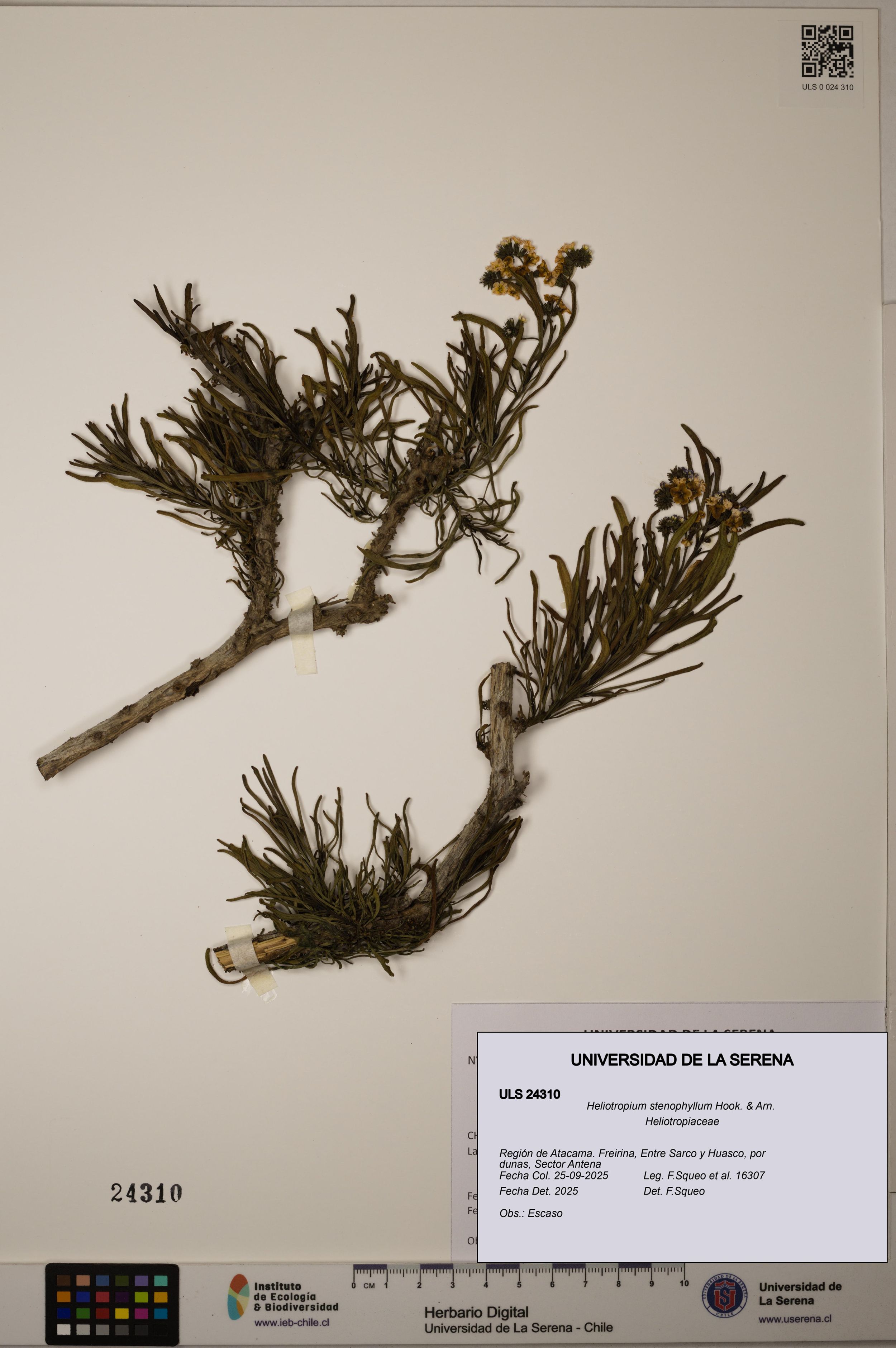 Heliotropium stenophyllum [Espécimen: ]