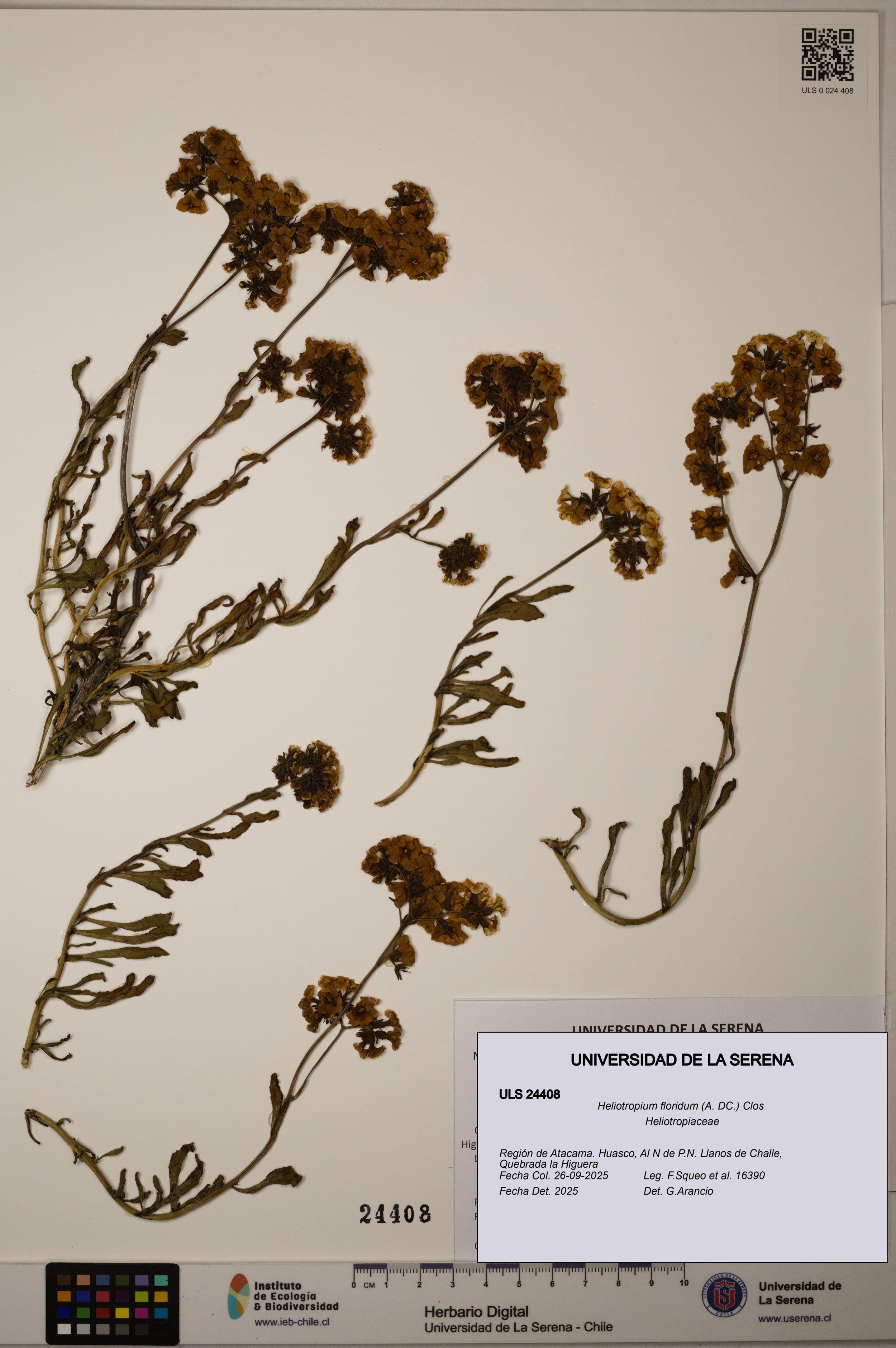 Heliotropium floridum [Espécimen: ]