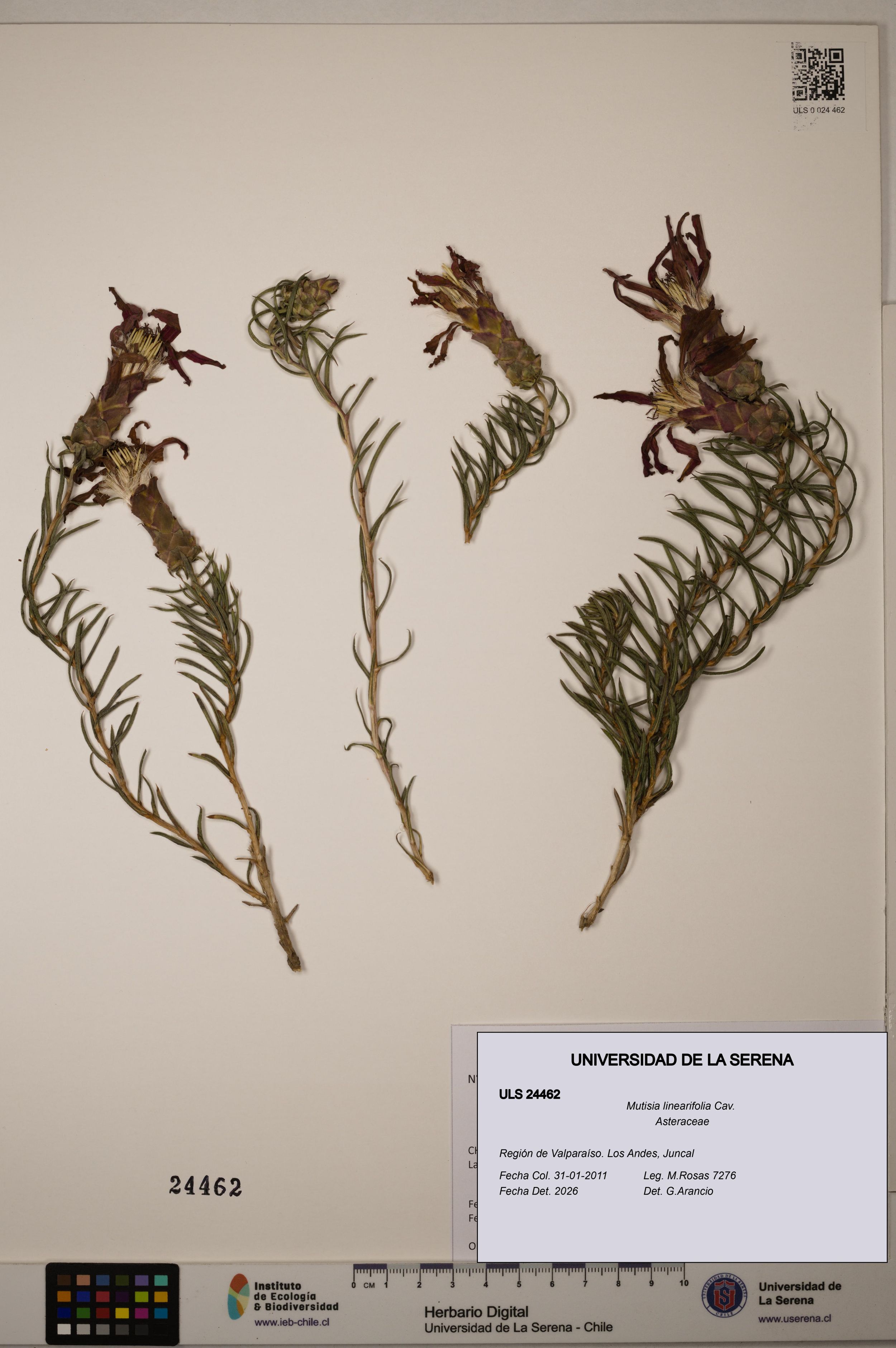 Mutisia linearifolia [Espécimen: ]
