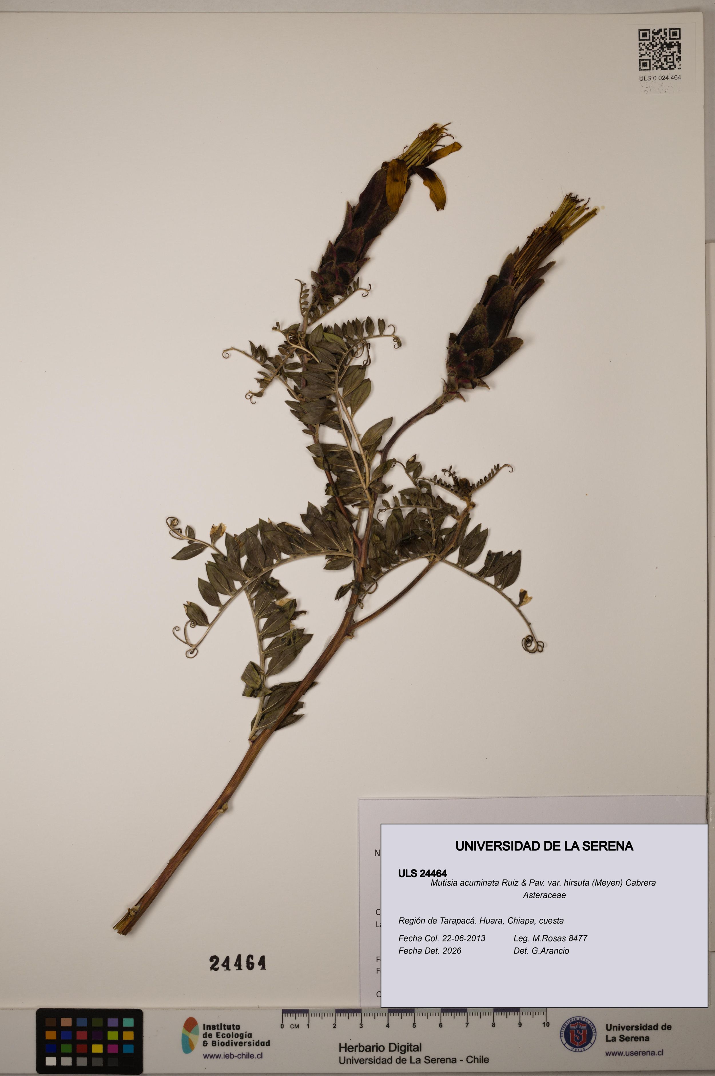 Mutisia acuminata var. hirsuta [Espécimen: ]
