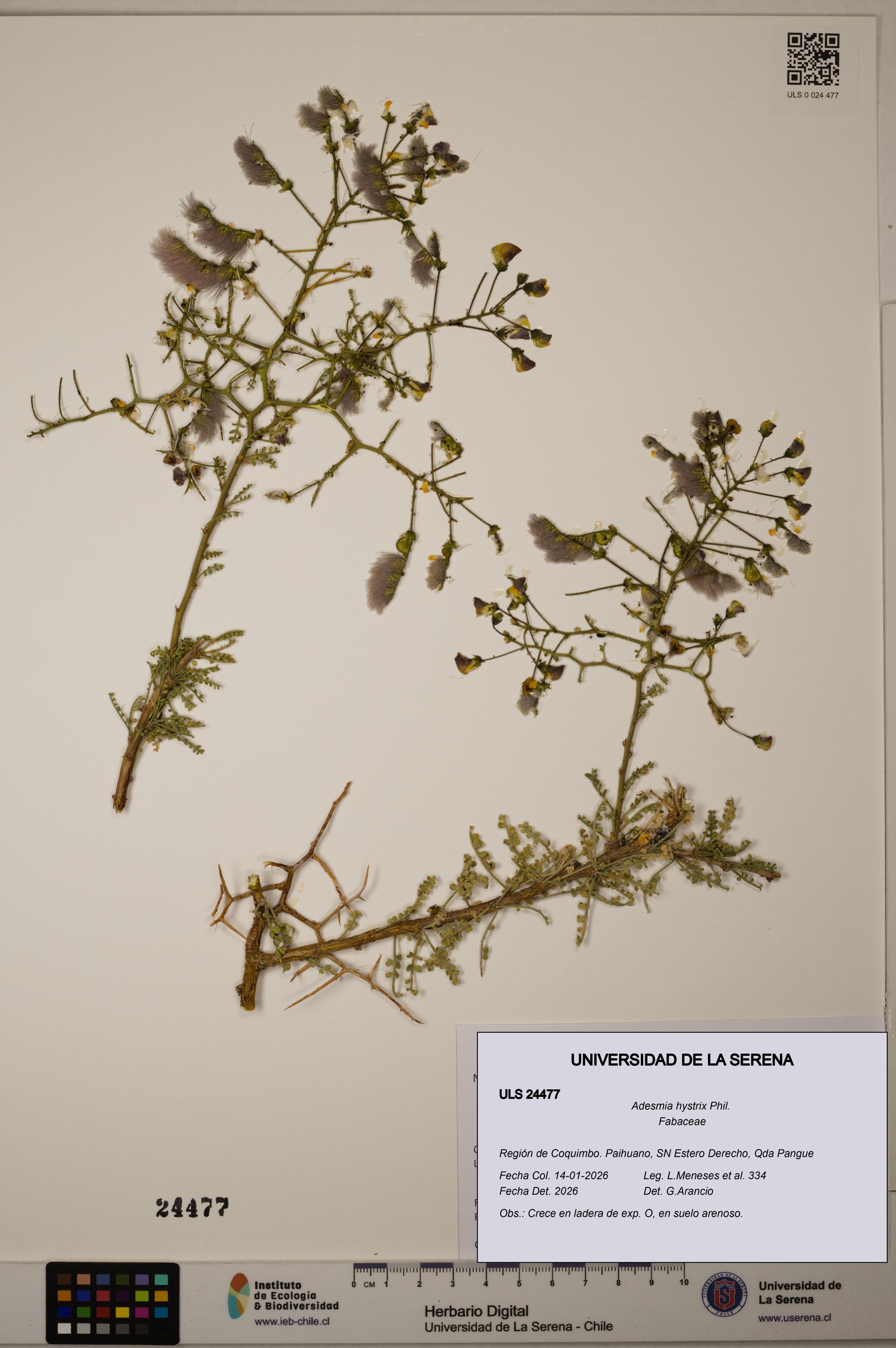 Adesmia hystrix [Espécimen: ]