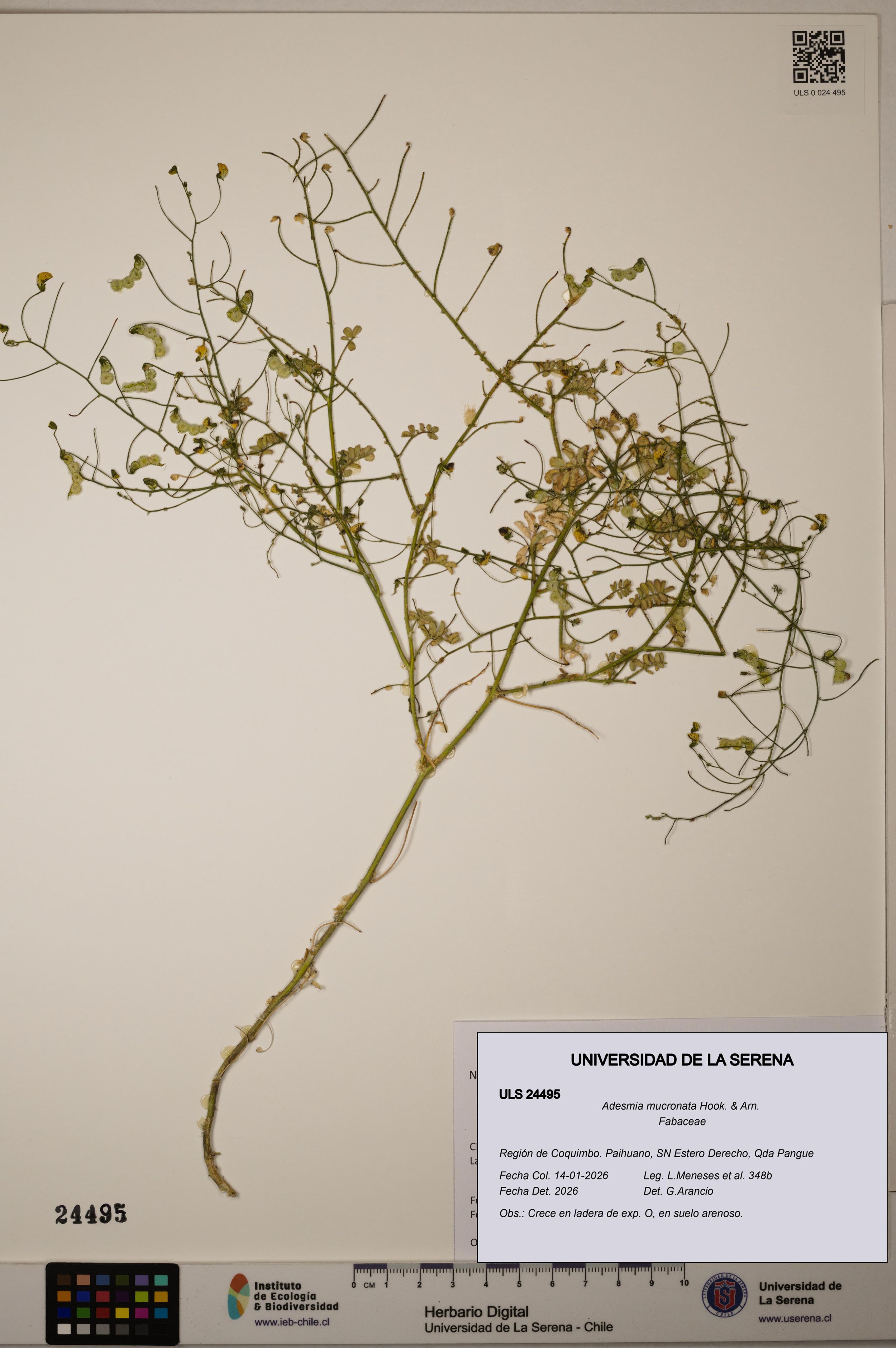 Adesmia mucronata [Espécimen: ]