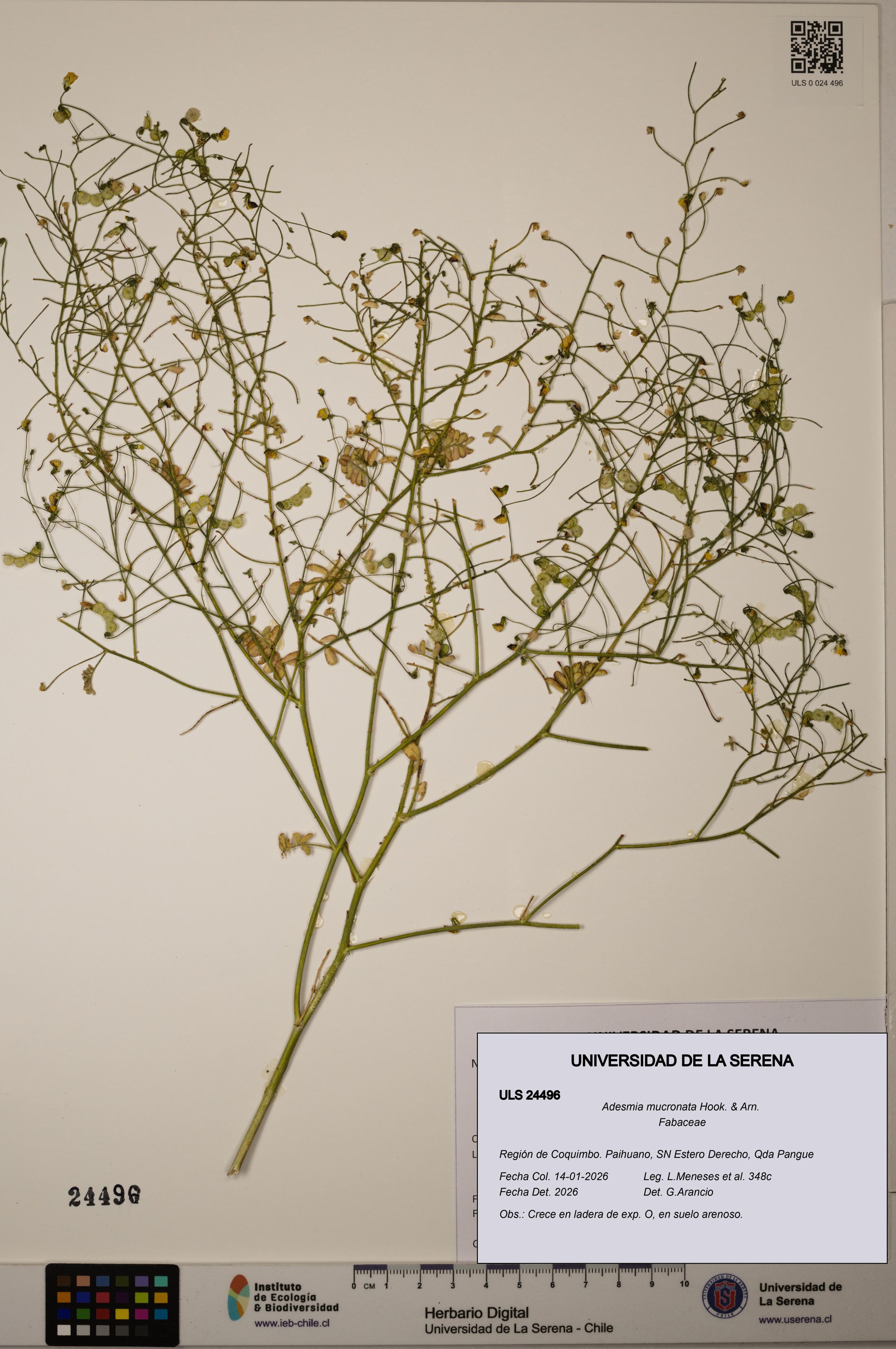 Adesmia mucronata [Espécimen: ]