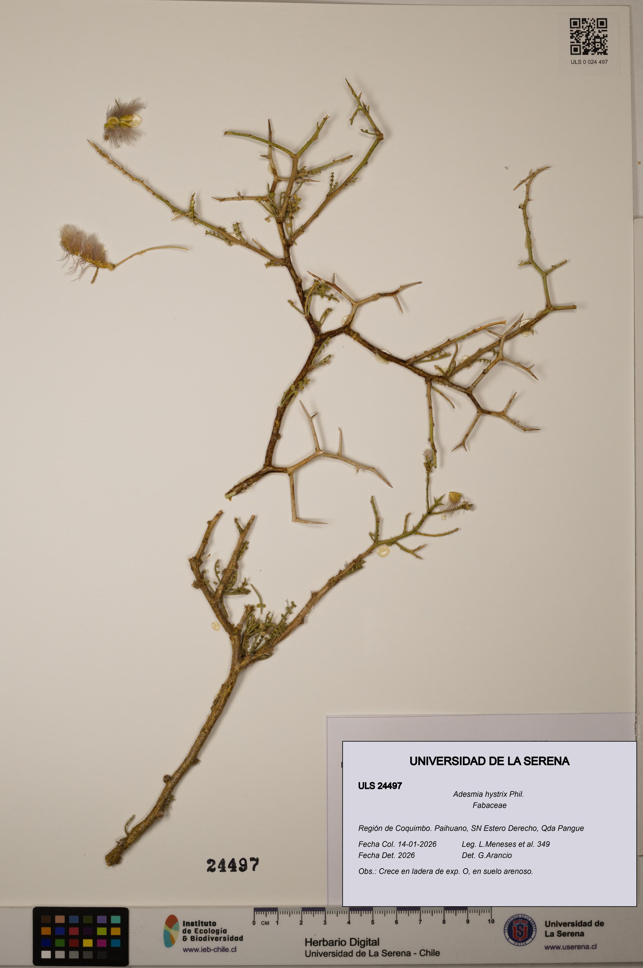 Adesmia hystrix [Espécimen: ]