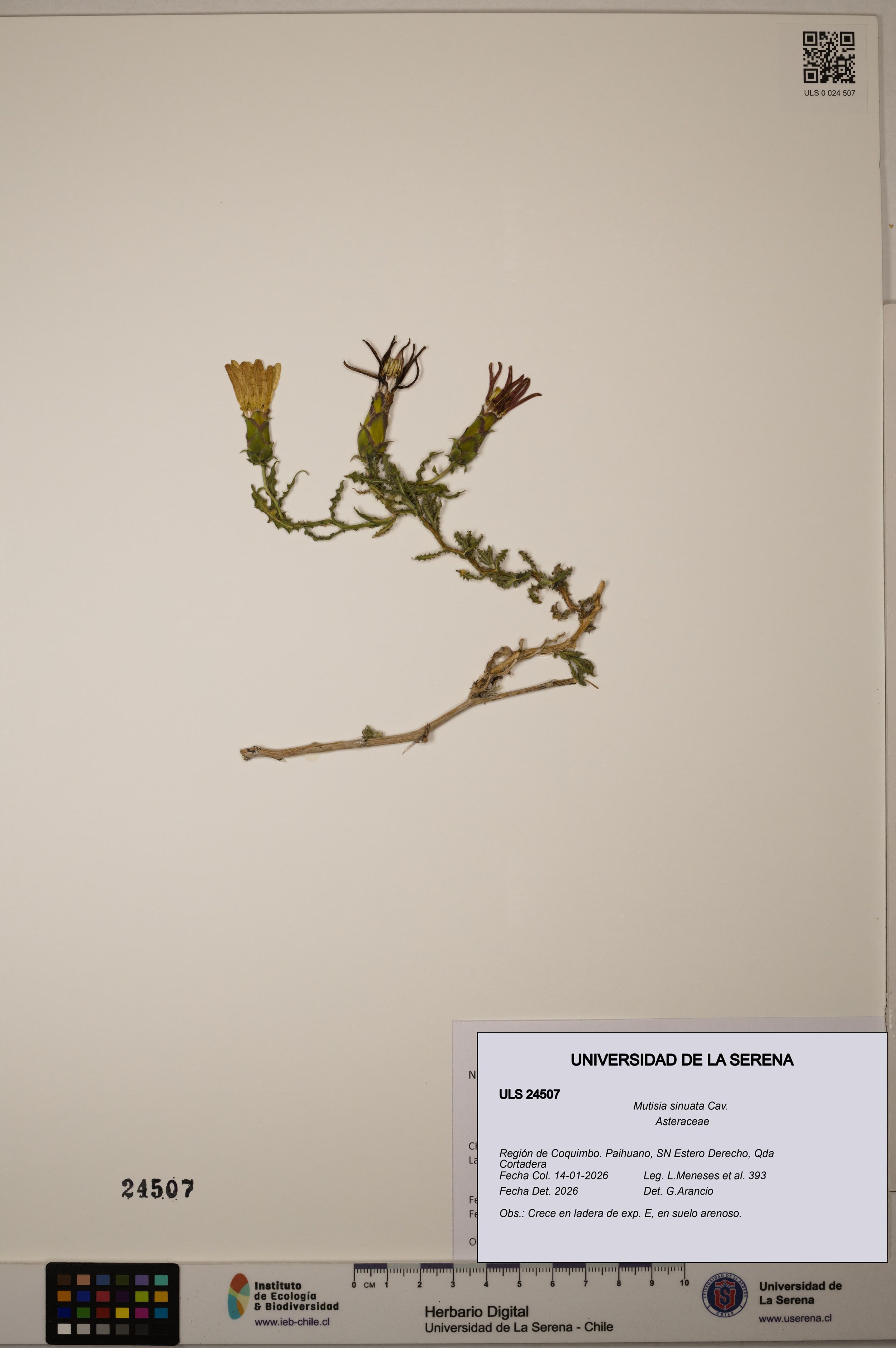 Mutisia sinuata [Espécimen: ]