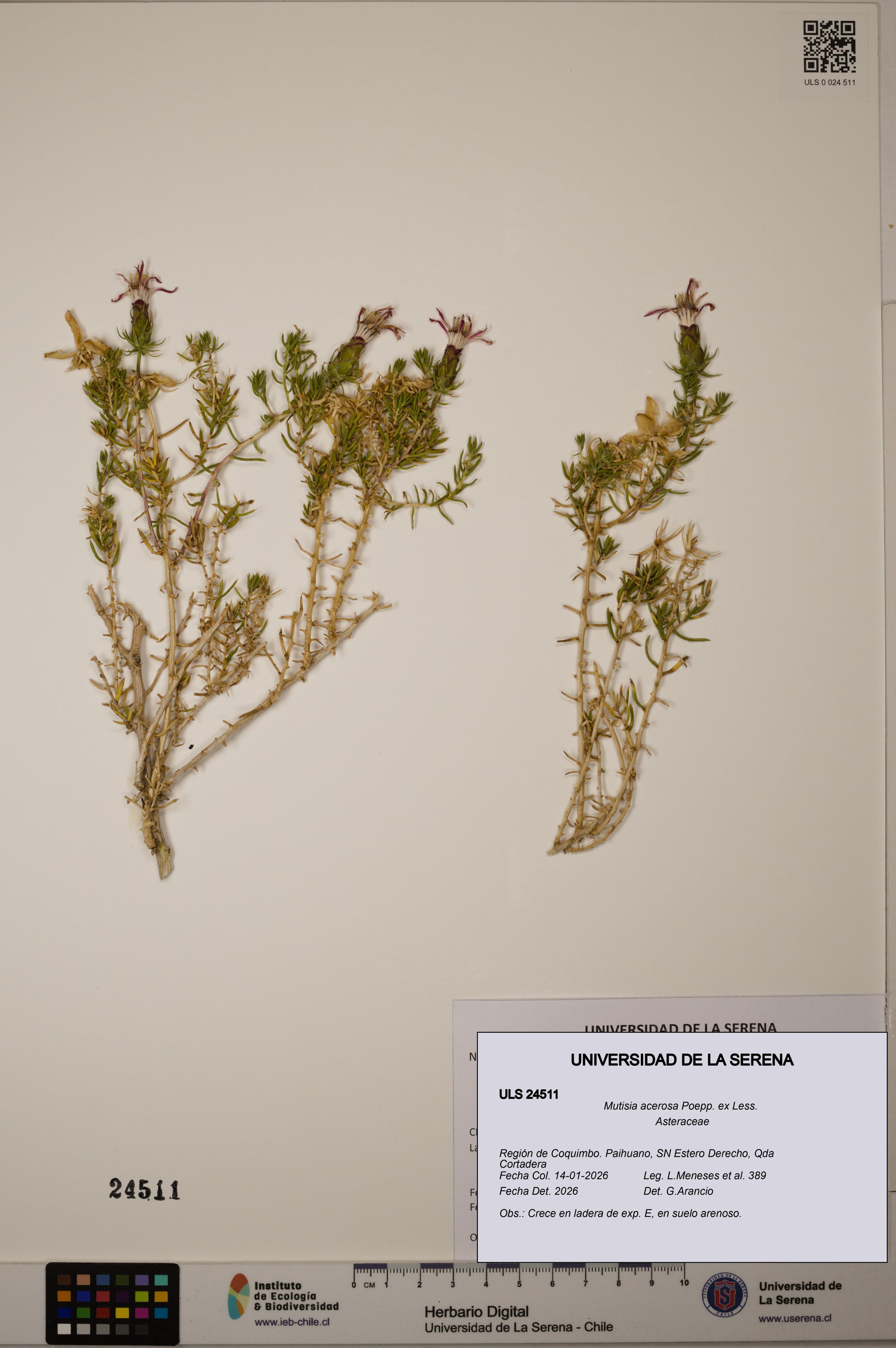 Mutisia acerosa [Espécimen: ]