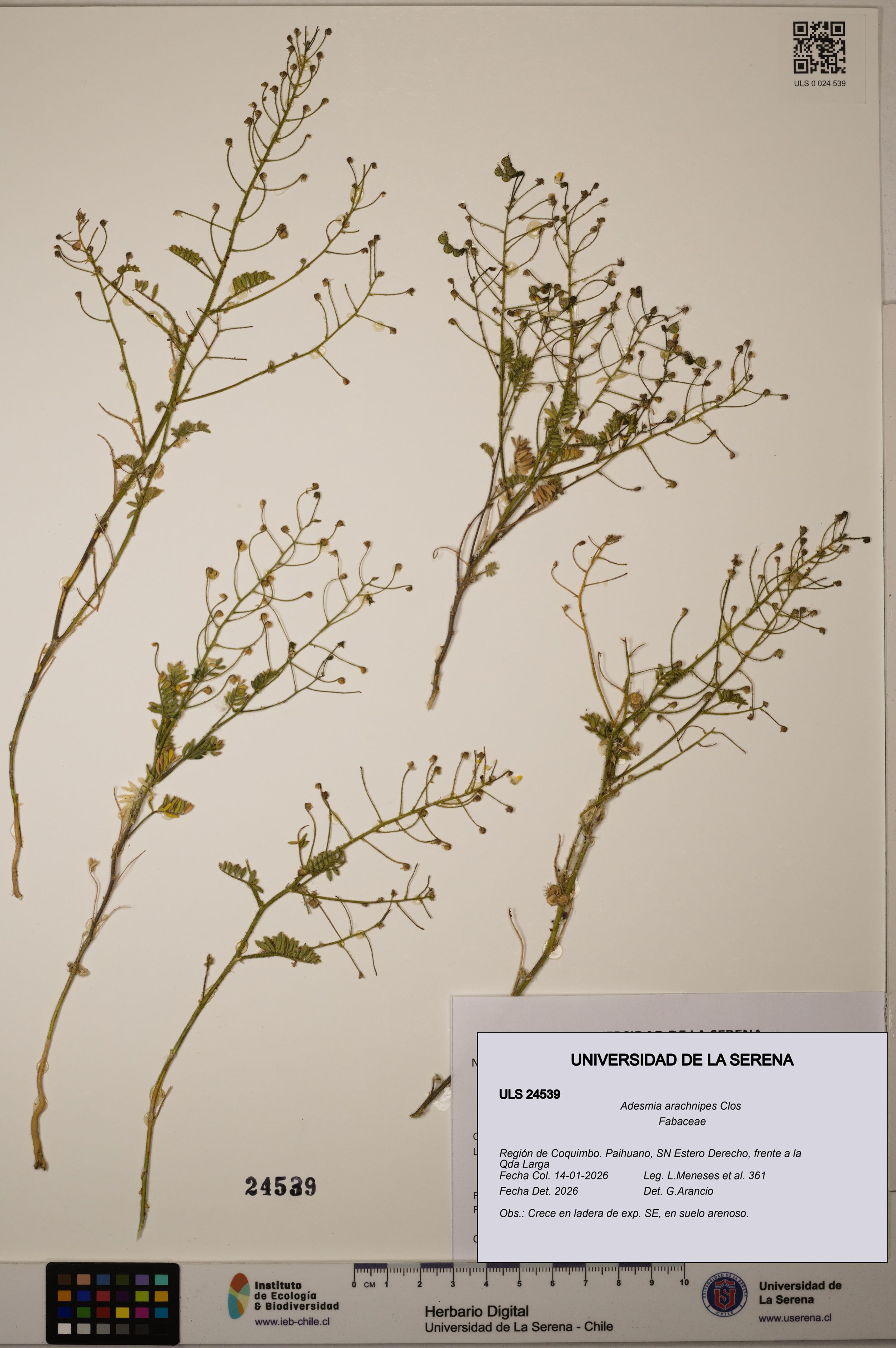 Adesmia arachnipes [Espécimen: ]