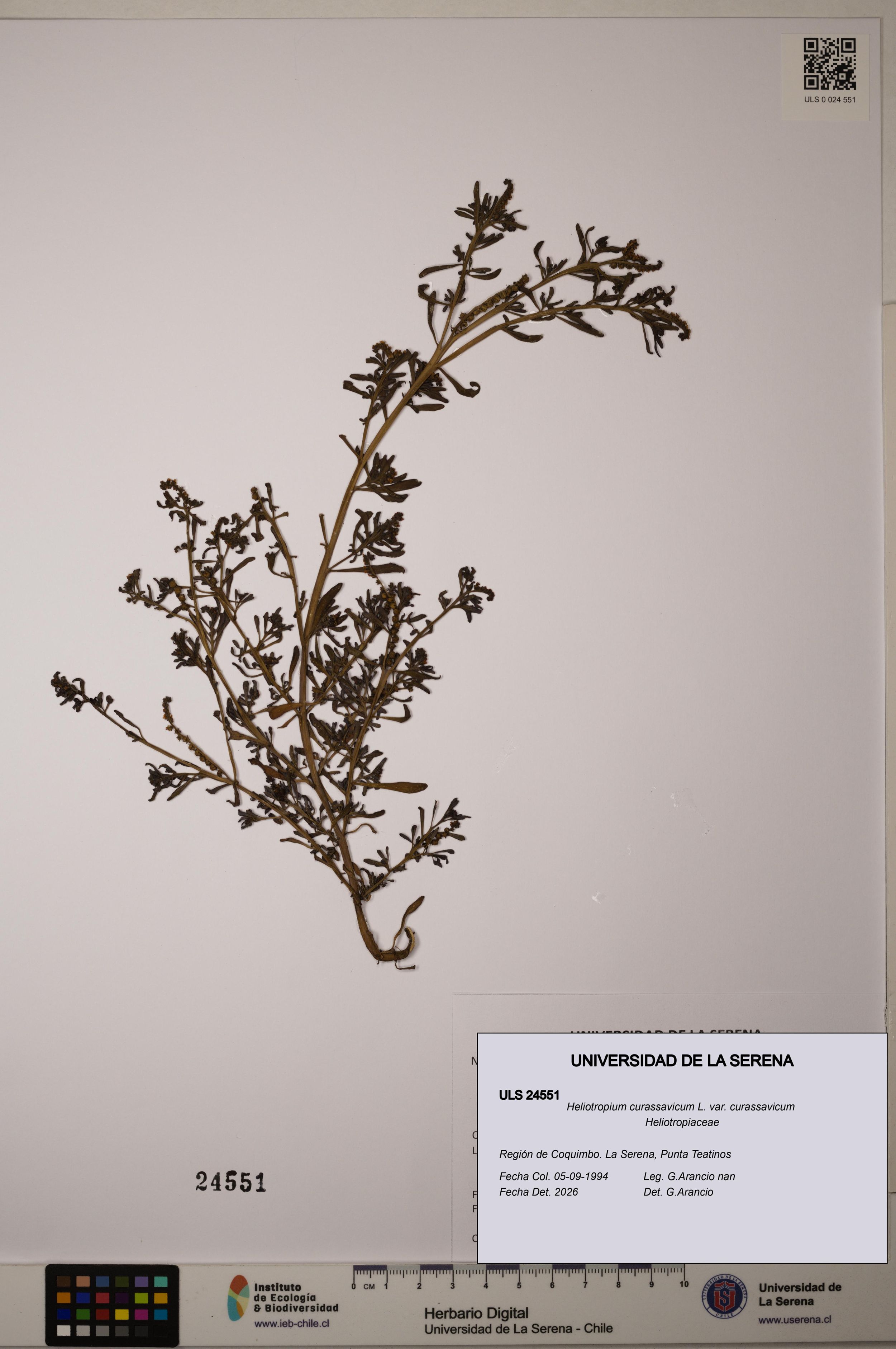 Heliotropium curassavicum var. curassavicum [Espécimen: ]