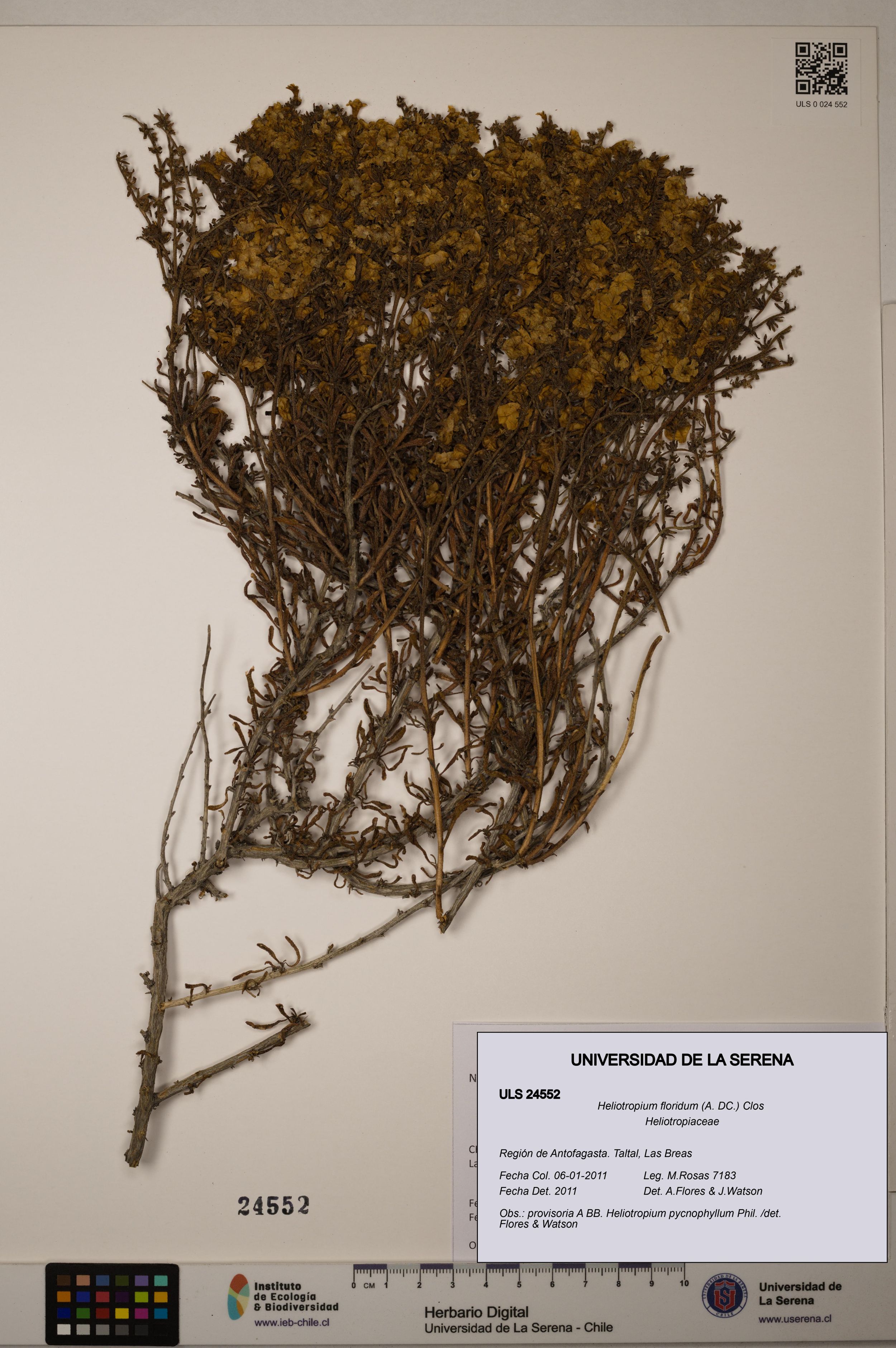Heliotropium floridum [Espécimen: ]