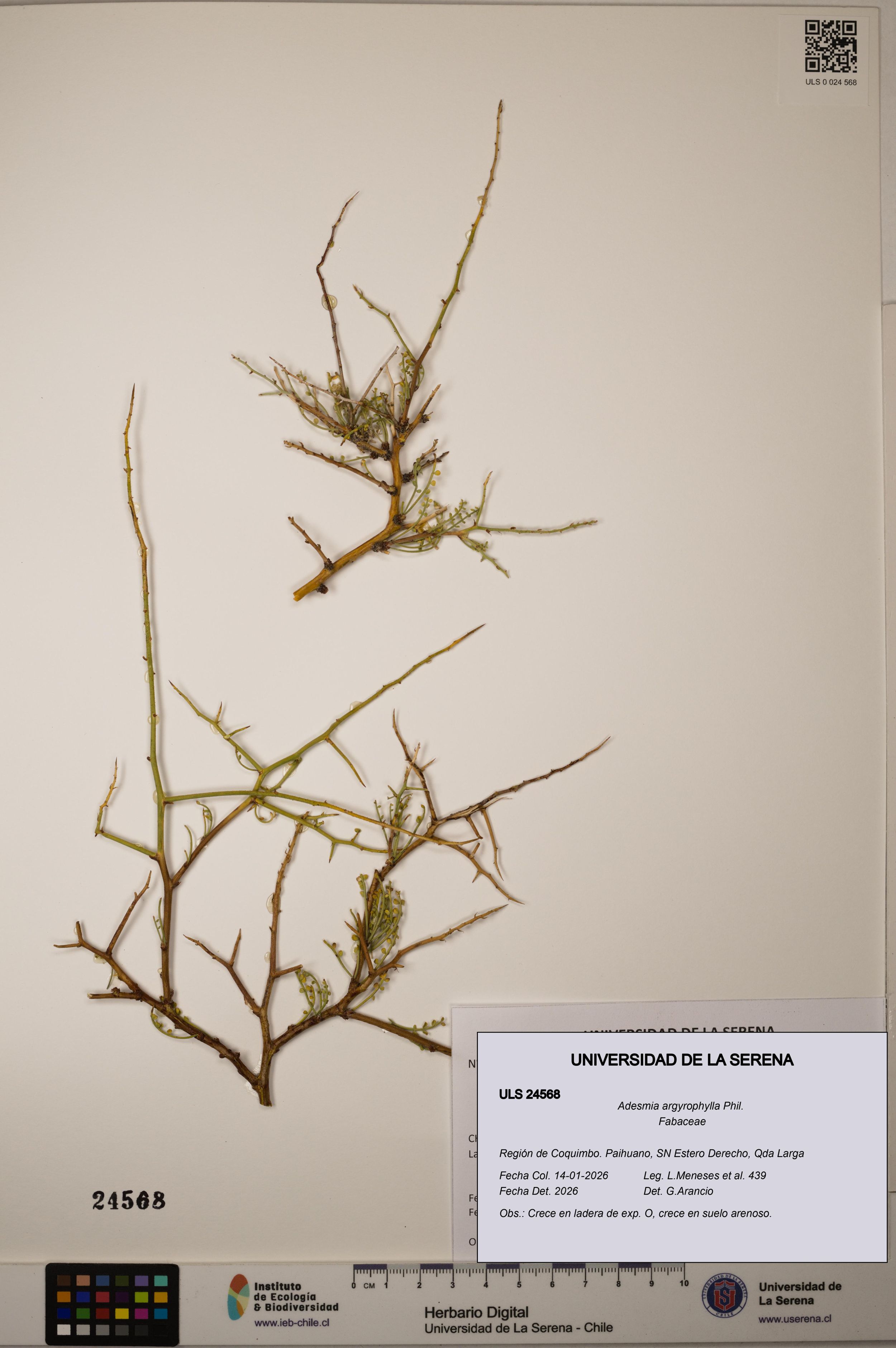 Adesmia argyrophylla [Espécimen: ]