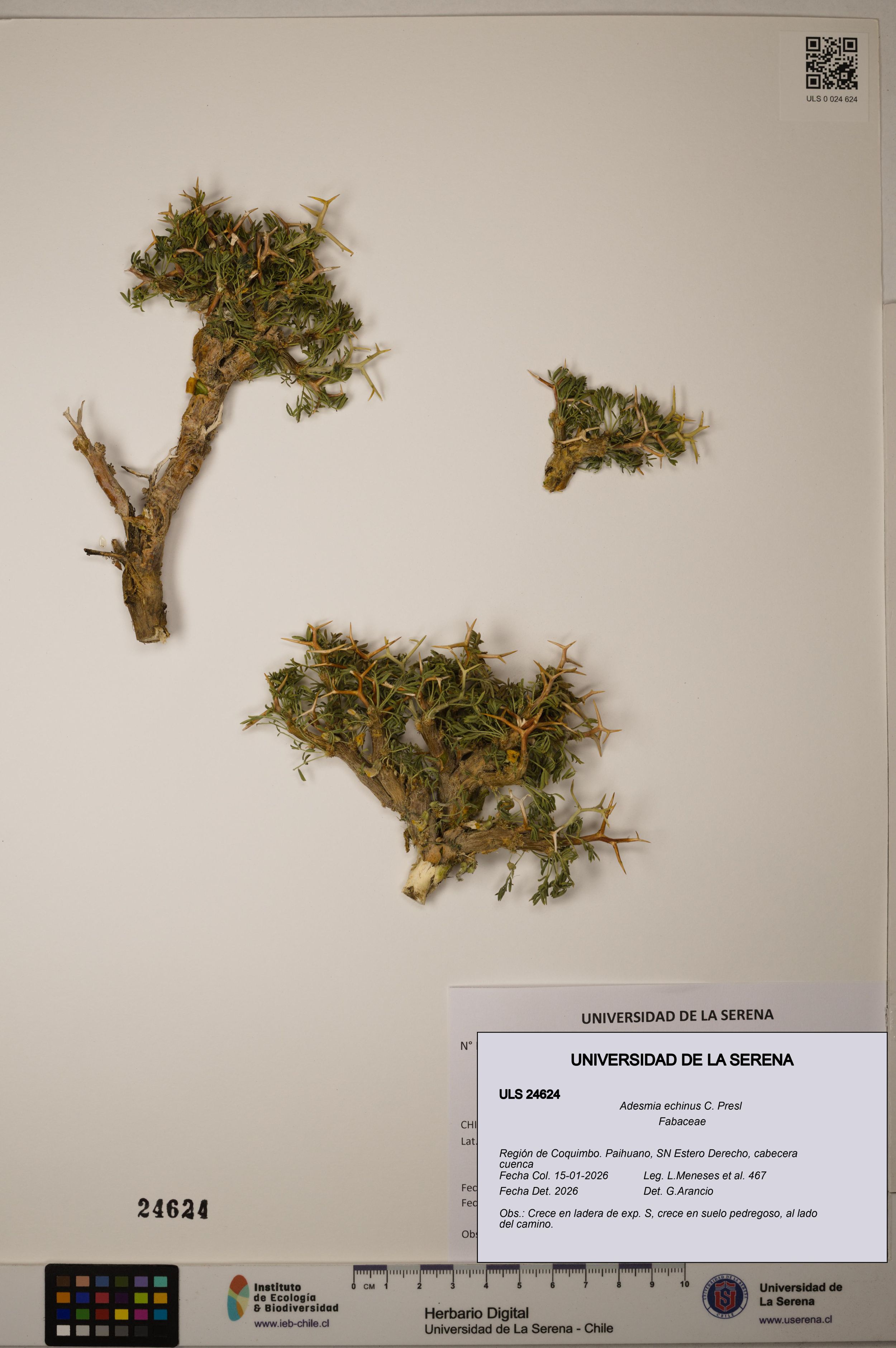 Adesmia echinus [Espécimen: ]