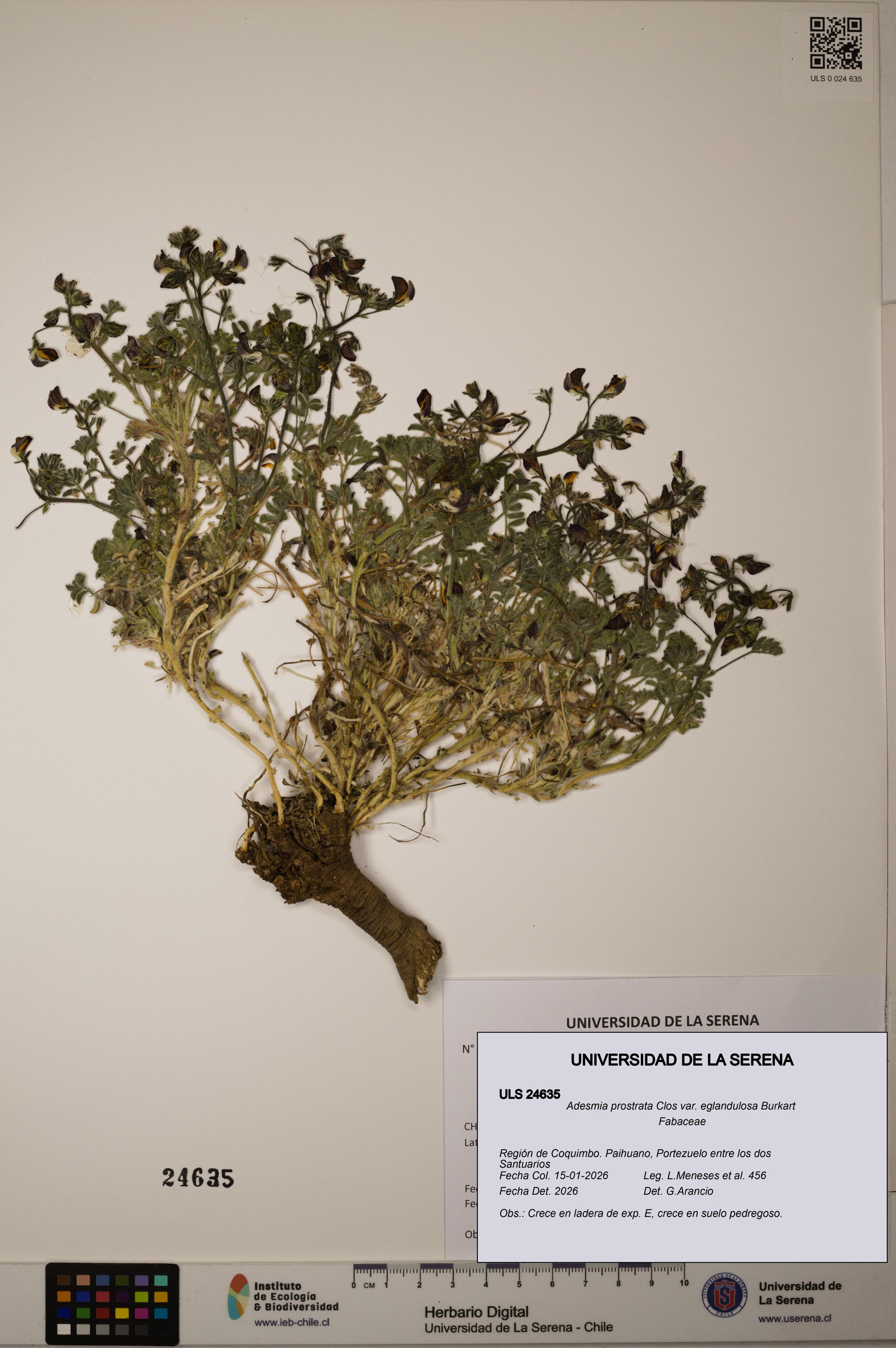 Adesmia prostrata var. eglandulosa [Espécimen: ]