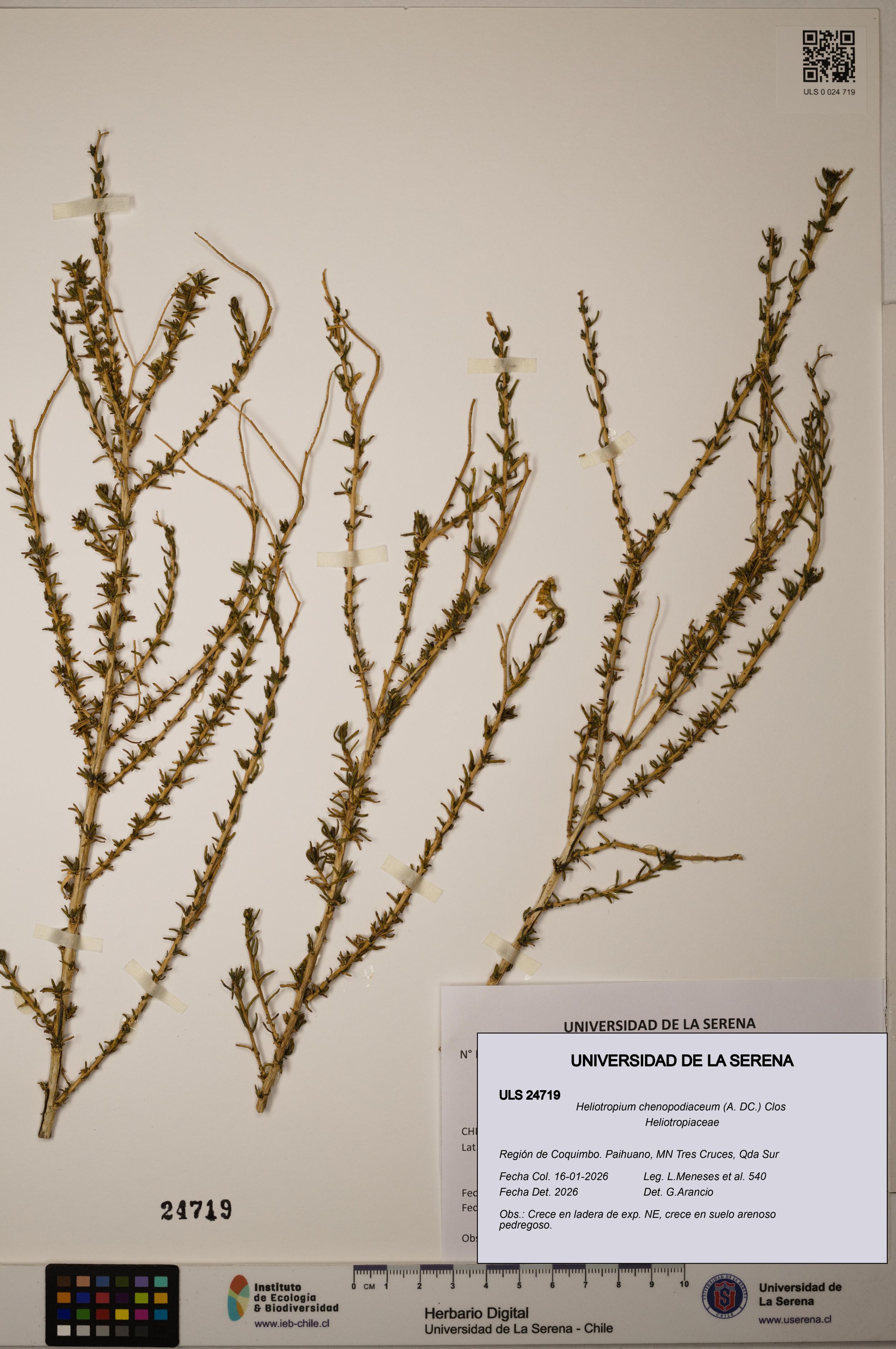 Heliotropium chenopodiaceum [Espécimen: ]