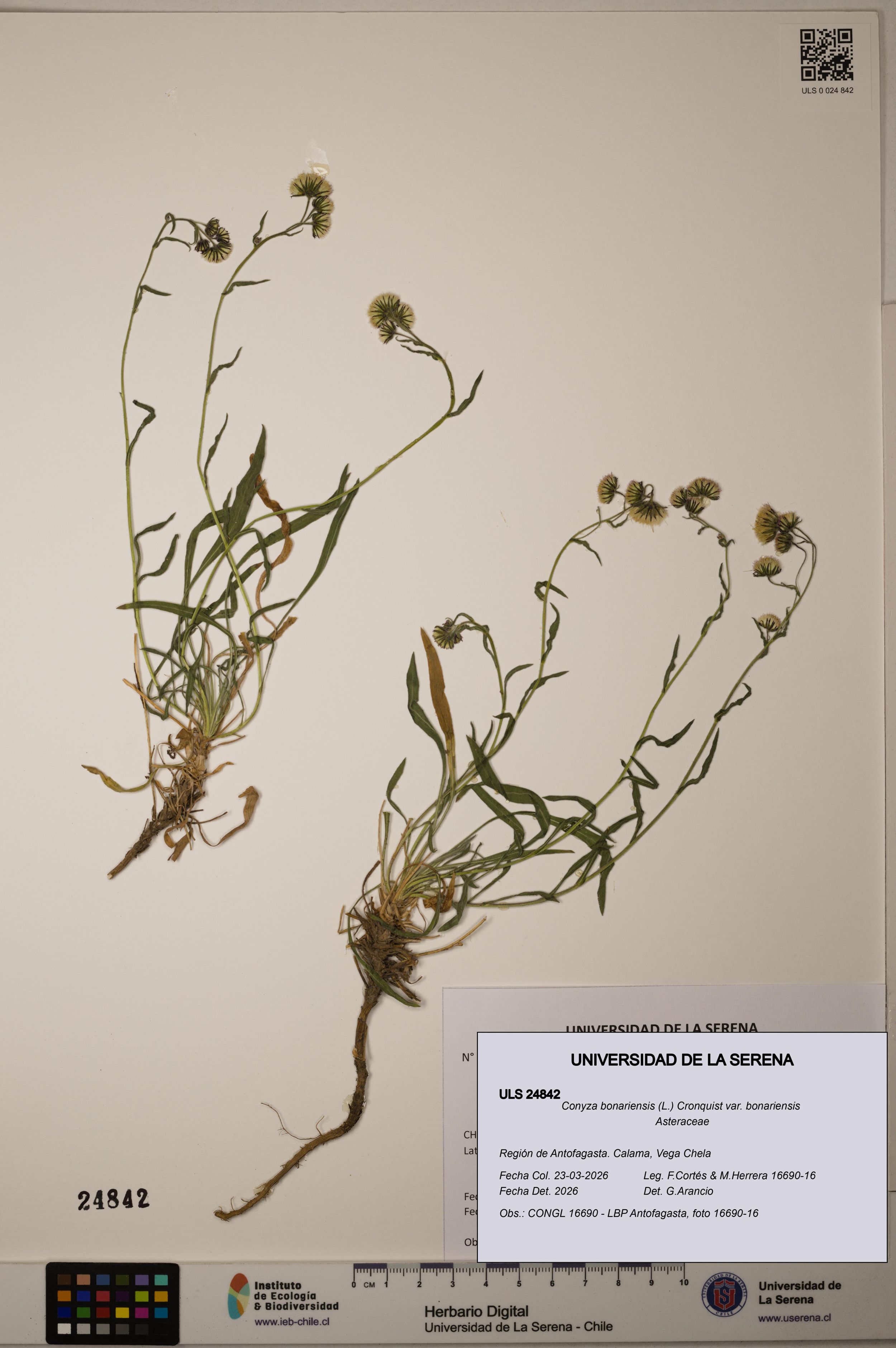 Conyza bonariensis [Espécimen: ]